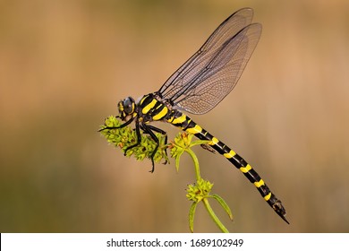 Golden ringed dragonfly, cordulegaster boltonii, in summer. Full body of an insect predator from side view. Close-up of wildlife sitting still with natural background.