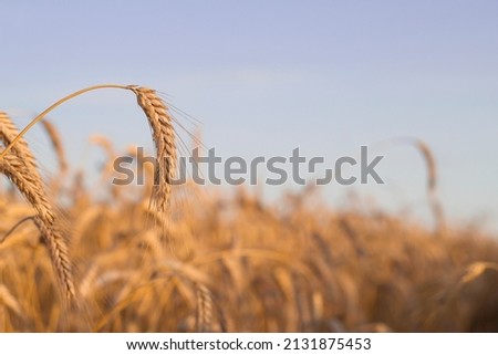 golden and ripe ears in summer field with warm sunset light