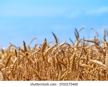 Golden Ripe Ears Of Wheat.