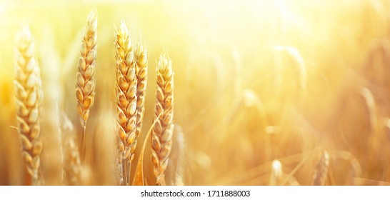 Golden Ripe Ears Of Wheat On Nature In Summer Field At Sunset Rays Of Sunshine, Close-up Macro. Ultra Wide Format.