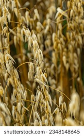 golden ripe oat o nthe field in sunlight - Shutterstock ID 2348148645