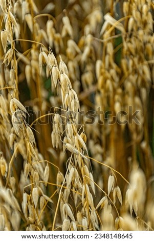 golden ripe oat o nthe field in sunlight