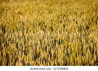 Golden Ripe Wheat Field World Famine. Agriculture