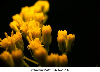 Golden Rod Blooming Mid Summer