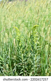 Golden Rod Plant And Grass In A Field