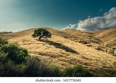 Golden Rolling Hills In Central California.