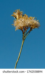 A Golden Rubber Rabbitbrush Stands Out Against A Blue Sky.

