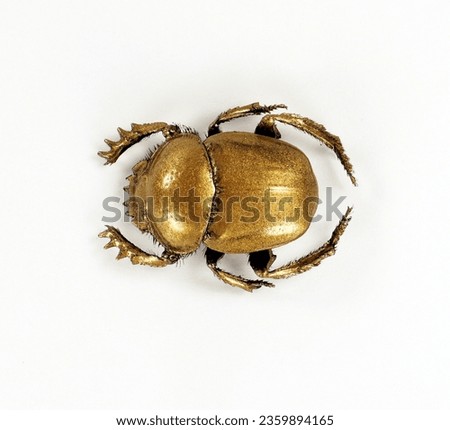 Golden sacred scarab beetle, scarabeus covered with gold isolated on white background macro close up. Unusual beetle bug, original extraordinary creative insect design element