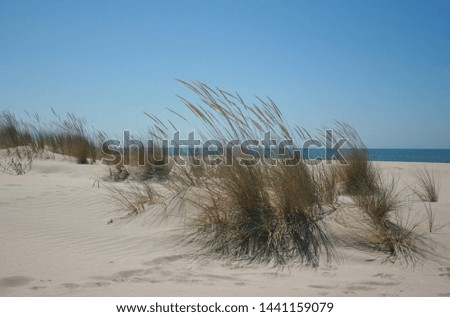 Similar – Image, Stock Photo Dune with sea view Freedom