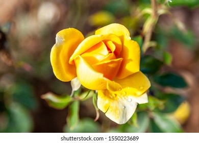 Golden Scepter Rose Flower Field Scientific Stock Photo 1550223689 ...