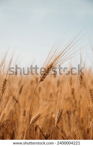 A golden sea of wheat sways in the gentle breeze, creating a symphony of amber waves that stretches to the horizon.