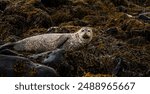 Golden seal sleeping at Ytri Tunga beach Iceland. Harbor seals, Western fjords, Iceland. Harbor seals in the waters of the Skotur fjord near Litlibaer, Western Fjords, Iceland