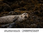 Golden seal sleeping at Ytri Tunga beach Iceland. Harbor seals, Western fjords, Iceland. Harbor seals in the waters of the Skotur fjord near Litlibaer, Western Fjords, Iceland