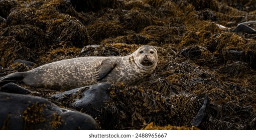 Golden seal sleeping at Ytri Tunga beach Iceland. Harbor seals, Western fjords, Iceland. Harbor seals in the waters of the Skotur fjord near Litlibaer, Western Fjords, Iceland