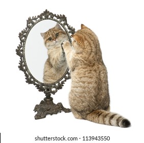 Chat Miroir Images Photos Et Images Vectorielles De Stock Shutterstock