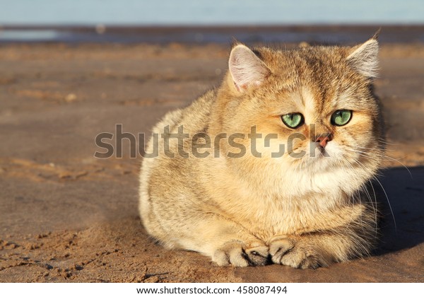 Golden Shaded British Shorthair Cat Beautiful Royalty Free Stock