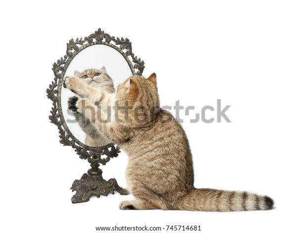 Golden Shaded British Shorthair Cat 7 Stock Photo Edit Now 745714681