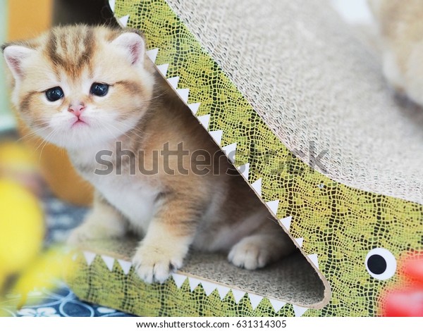 Golden Shaded British Shorthair Kitten Playing Stock Image