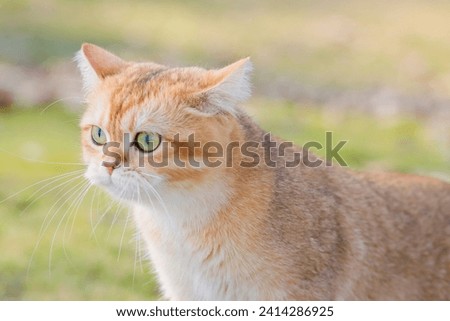 Similar – Image, Stock Photo Cute British shorthair golden cat sitting on wooden surface at home while looking at camera