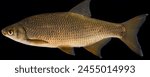 a golden shiner is on a black background