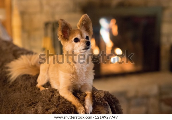 Golden Short Haired Pomeranian Enjoying Fireplace Stock Photo