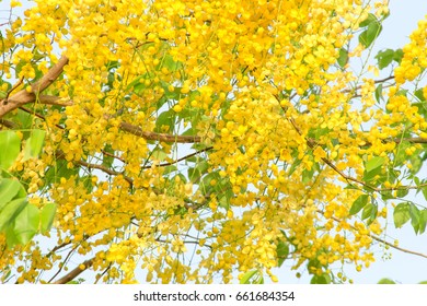 2,507 Seed golden shower Images, Stock Photos & Vectors | Shutterstock