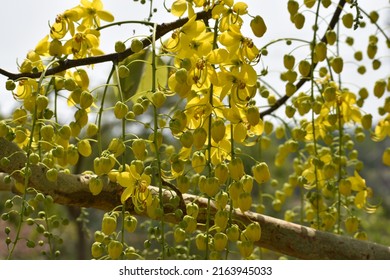 The Golden Shower Plant Or Cassia Fistula. It Is Popular Ornamental Plant And Also Used In Herbal Medicine.