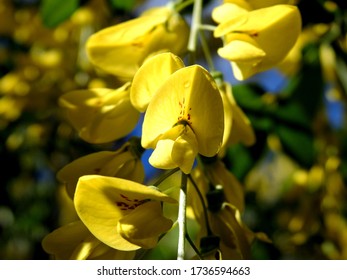 golden shrub plant with yellow flowers found in parks and gardens of the city of Bialystok in the Podlasie region in Poland - Shutterstock ID 1736594663