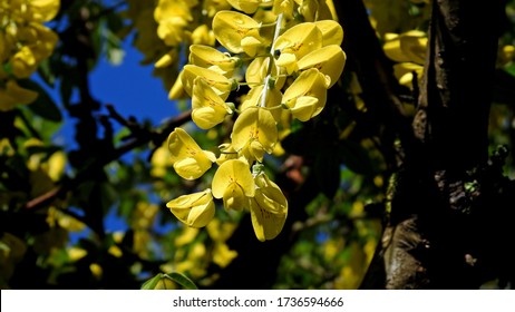 golden shrub plant with yellow flowers found in parks and gardens of the city of Bialystok in the Podlasie region in Poland - Shutterstock ID 1736594666