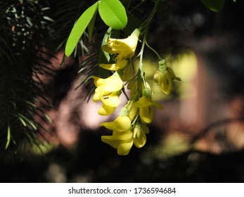 golden shrub plant with yellow flowers found in parks and gardens of the city of Bialystok in the Podlasie region in Poland - Shutterstock ID 1736594684