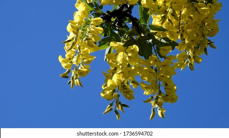 golden shrub plant with yellow flowers found in parks and gardens of the city of Bialystok in the Podlasie region in Poland - Shutterstock ID 1736594702