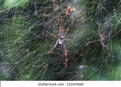 Golden Silk Orb Spider On Web