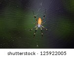 Golden Silk Orb Weaver