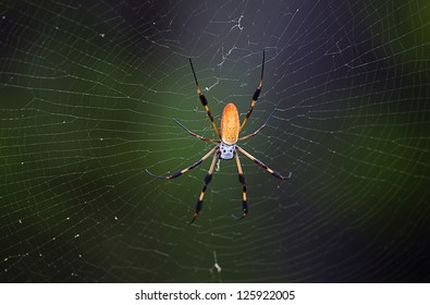 Golden Silk Orb Weaver