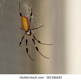 Golden Silk Orb Weaver Spider