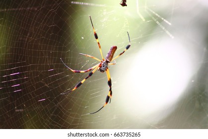 Golden Silk Orb Weaver Spider