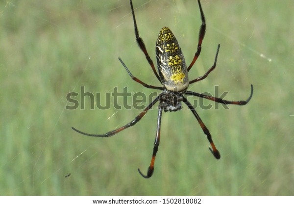 Golden Silk Orb Weaver Spider Bonamanzi Stock Photo Edit Now