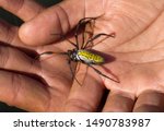 Golden silk orb-weaver on adult hand, Madagascar