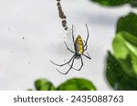 Golden Silk Orb-weaver Spider (Banana Spider). Kenya, Africa.