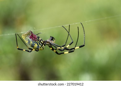 Golden Silk Spider `Nephila Clavata`