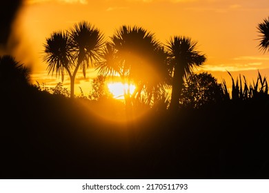 Golden sky at sunset back-lights NZ cabbage trees in silhouette in Okarito, South Island New Zealand.