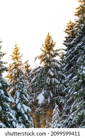 Golden And Snowy Tree Tops In A Beautiful Sunrise.