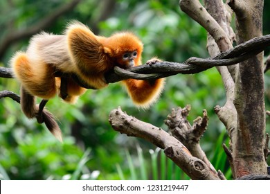 A Golden Snub Nosed Monkey Clambering On A Rope