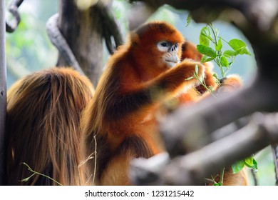 A Golden Snub Nosed Monkey Eating Leaves On A Tree