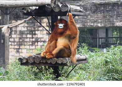 Golden Snub-nosed Monkey (Rhinopithecus Roxellana)