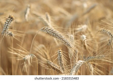 Golden Spike Of Rye (secale Cereale).