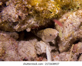 Golden Spotted Snake Eel Scuba