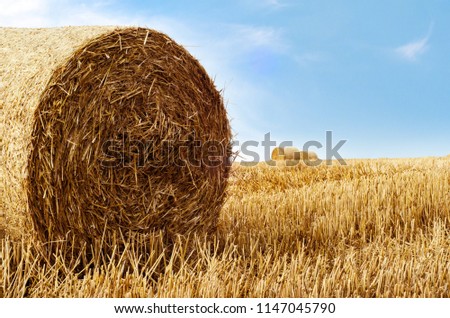 Golden straw bales photographed in late Summer. Agricultural landscape against bright blue sky with wispy white cloud.