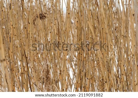 Golden straw reed background. Coastal reed