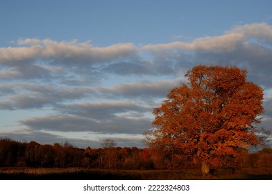 Golden Sugar Maple Shown Off Its Fall Foliage Colors.